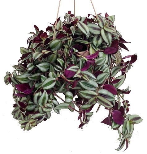 Purple Wandering Jew