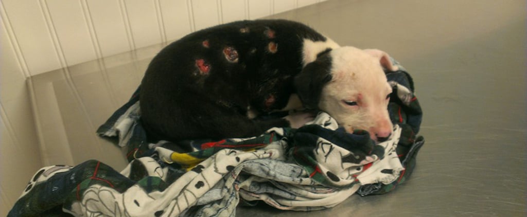 Dog Rescued by Firefighter Joins Fire Department