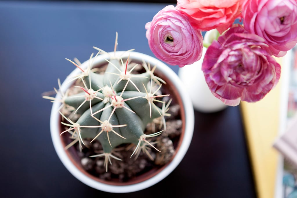 Beauty Products With Cactus