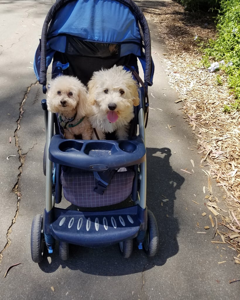 Cute Pictures of Goldendoodles