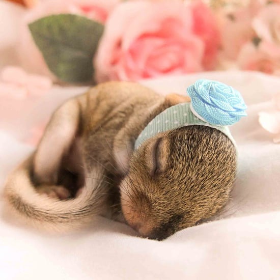 Newborn Squirrel Photo Shoot