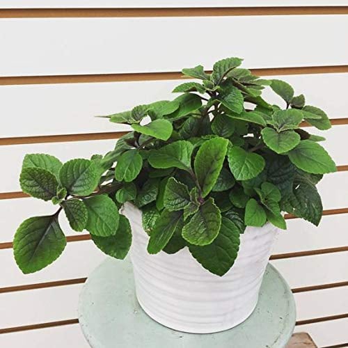 Swedish Ivy Plant