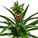 Home Depot Will Deliver Pineapple Plants to Your House