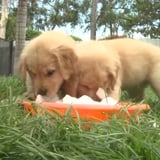 Golden Retrievers Eating Ice | Video