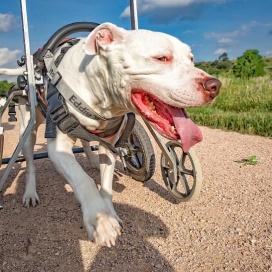 Disabled Dog Gets to Enjoy Adventures With Owner