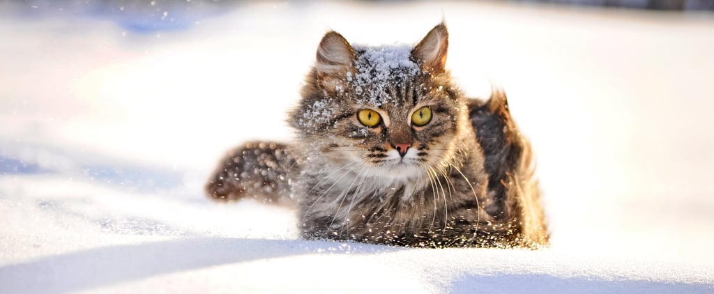 Obninsk Cat Saves Abandoned Baby From Freezing