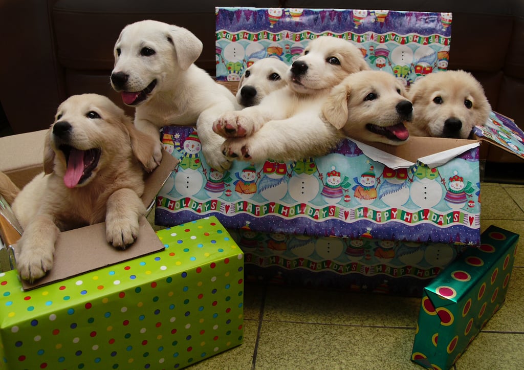 They Deserve All of the Presents!