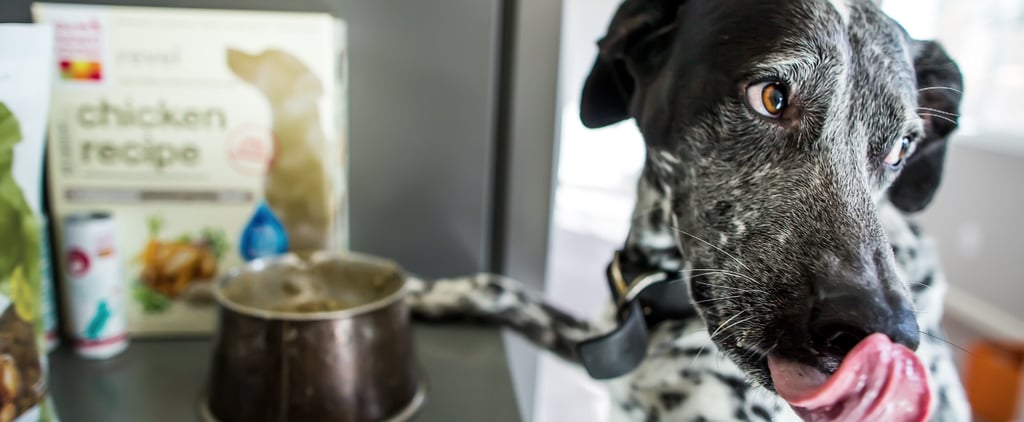 Blueberry Frappe For Dogs | Recipe