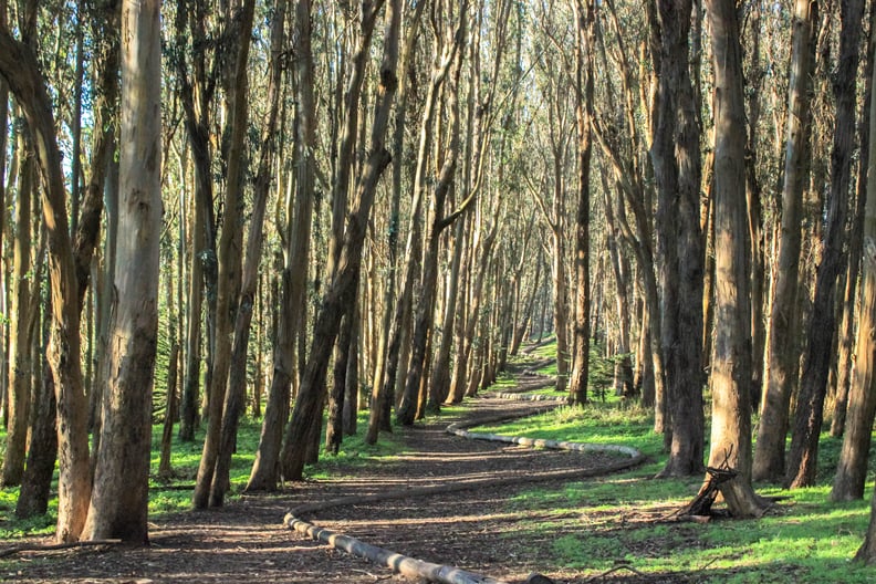 The Presidio