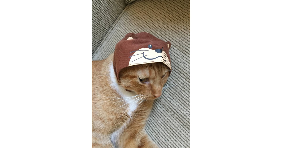 Assorted Cat Cap (8) Cat Hats From Urban Outfitters POPSUGAR