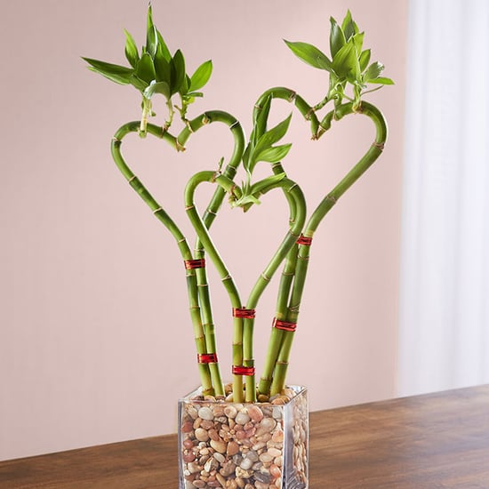 1-800-Flowers Heart-Shaped Bamboo For Valentine's Day