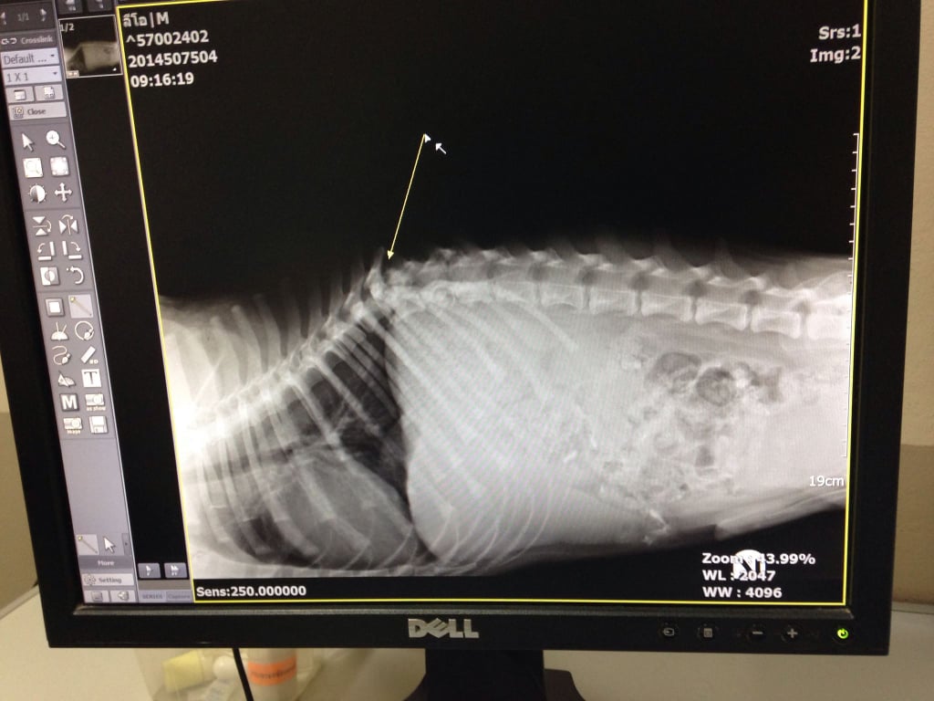 Doctors said his back was broken and that he was paralyzed in his back two legs, meaning he could never walk again.