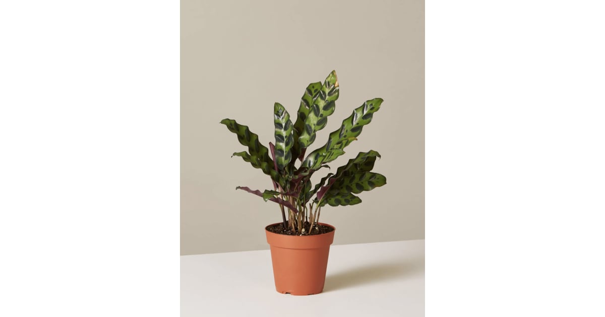 Rattlesnake Plant Best PetFriendly Houseplants POPSUGAR Home UK