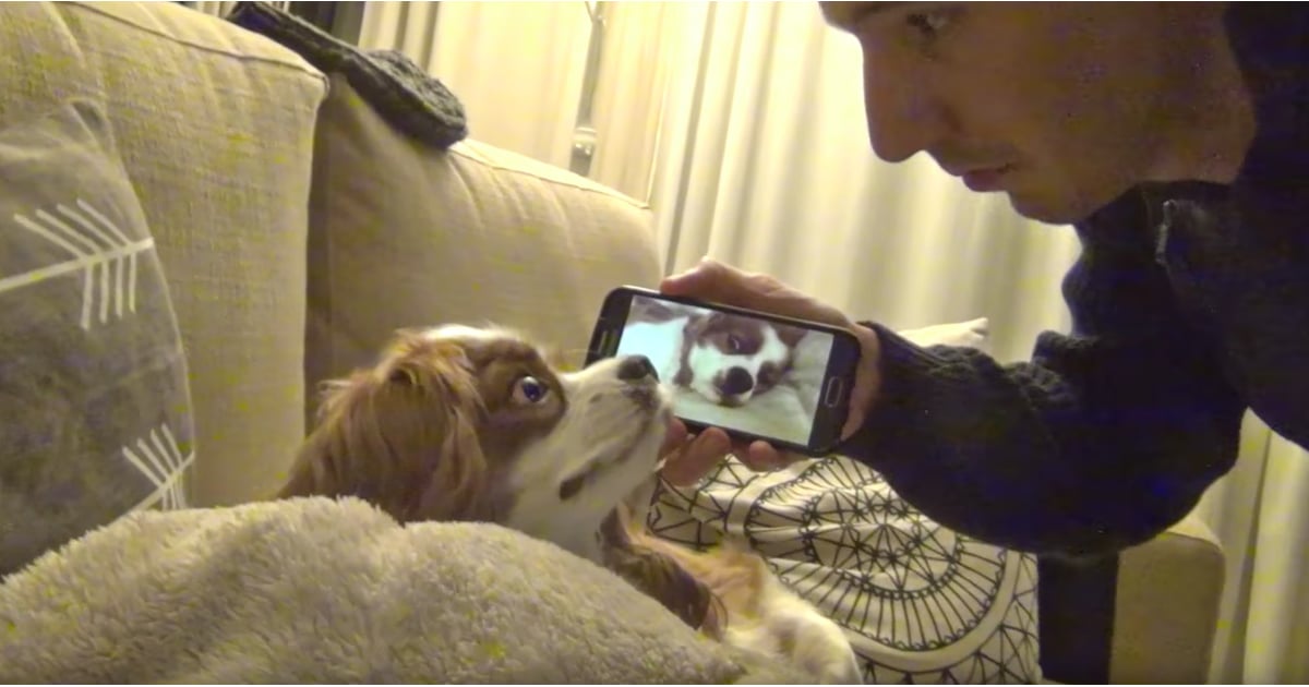 How to Stop Your Dog From Snoring Funny Video POPSUGAR Pets