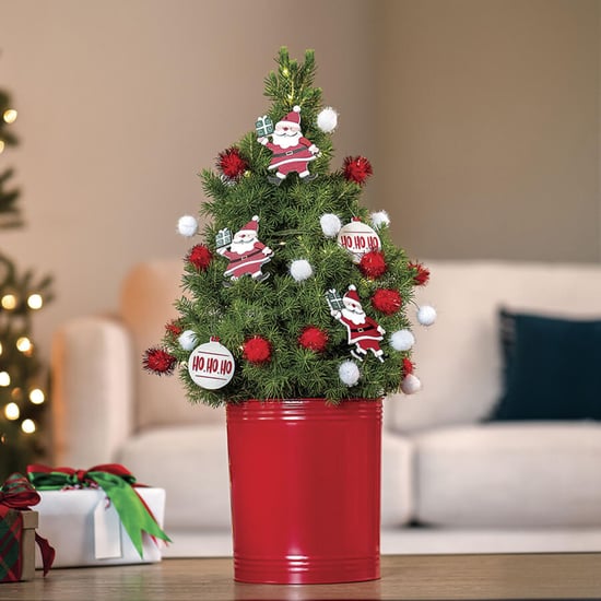 Best Live Tabletop Christmas Trees | 2021