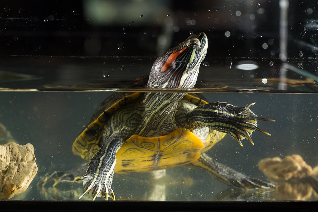 Red-Eared Slider Turtle