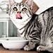 7 Human Food That Cats Can Safely Eat