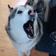 The Best Part of These 2 Huskies Howling at "Piano Man" Is Their Golden Retriever Sister's Reaction