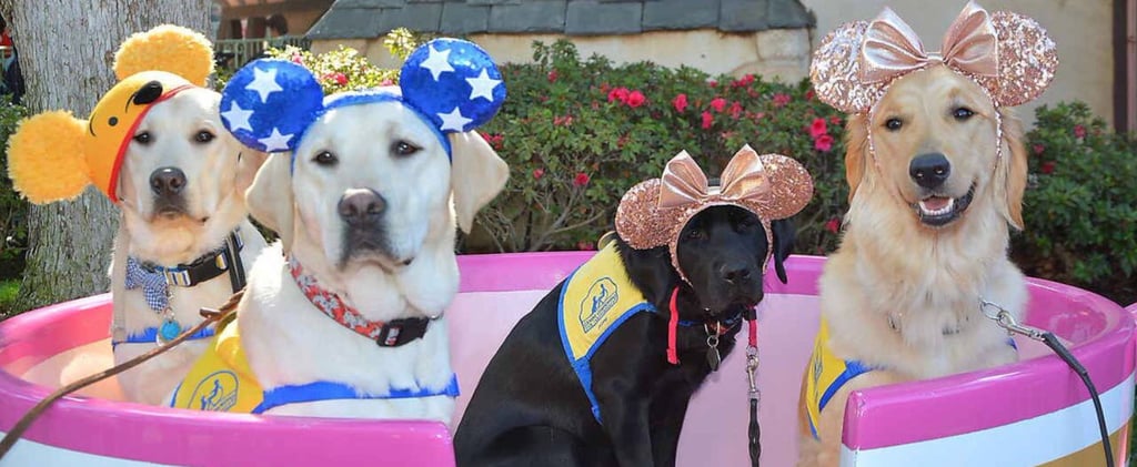 Photos of Service Dogs at Disneyland 2018