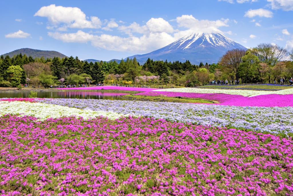 Best Places to See Spring Flowers