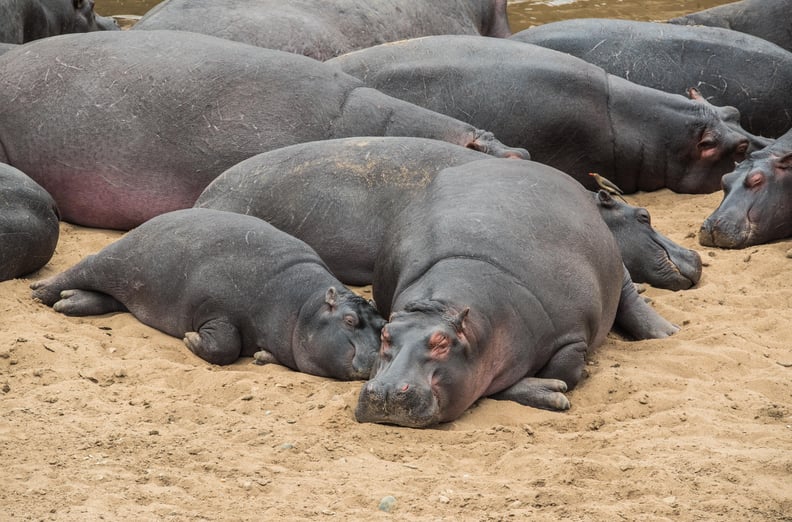 These hippos, who know napping in packs is better than napping alone.