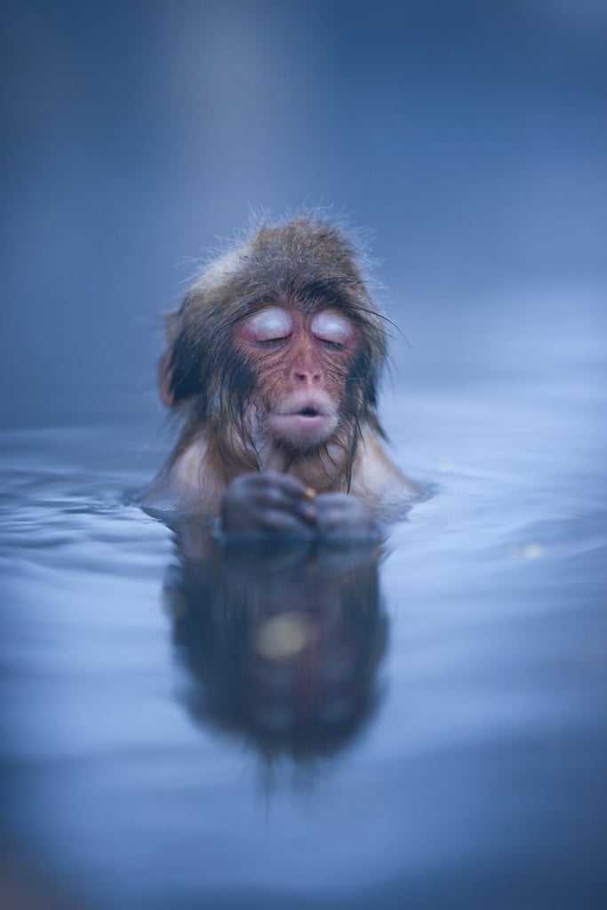 "A monkey relaxing in a hot spring in Japan's Nagano Prefecture."
Source: Reddit user HesterLee via Imgur