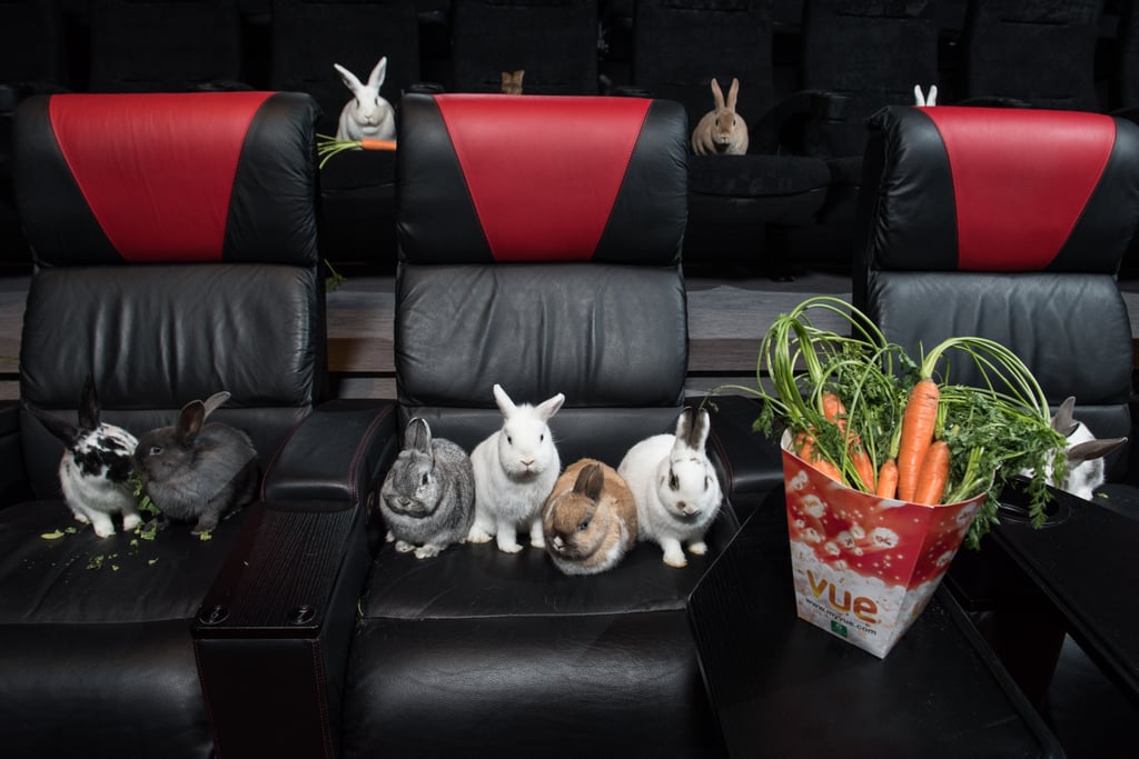 Rabbits Watching Peter Rabbit Cinema