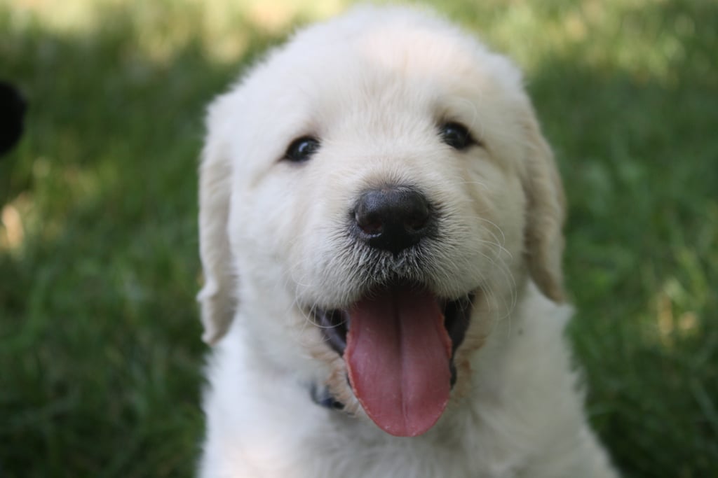 Cute Pictures of Puppies