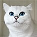 Celebrity Cats on Instagram