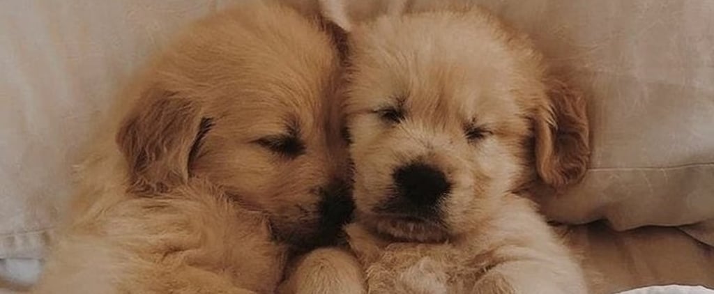 See These Adorable Photos of Golden Retriever Puppies