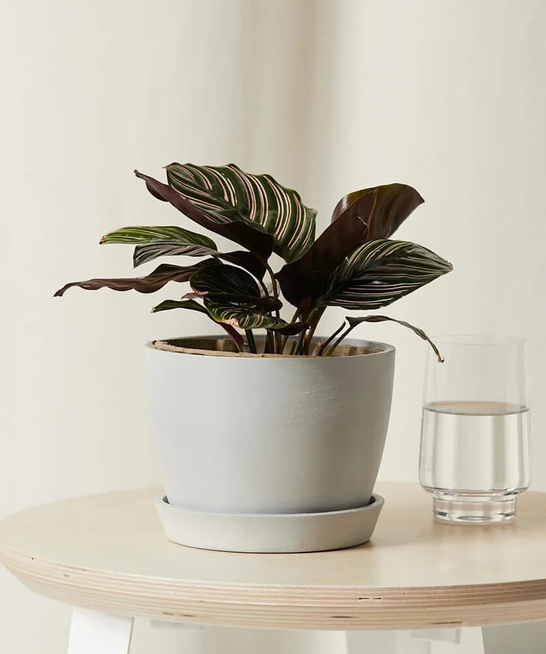 A Trendy Leafy Find: Calathea Pinstripe