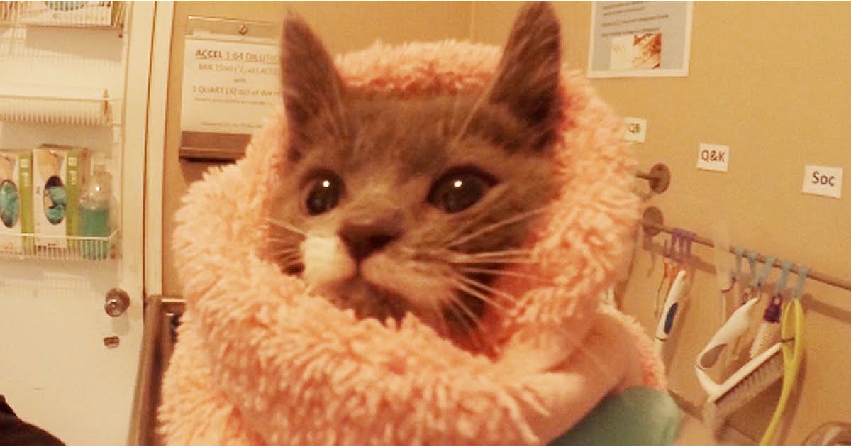 Humane Society S Kitten Nursery Video Popsugar Middle East Pets