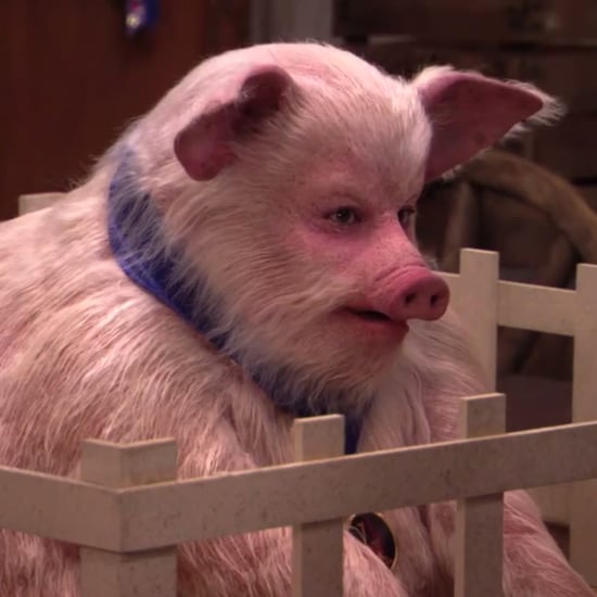Jimmy Kimmel Dressed Up as a Pig | Video
