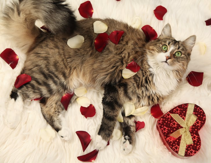 Valentine S Day Gift Ideas For Pets Popsugar Pets