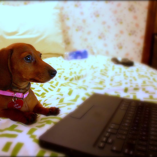 How to Set Up a Puppy Cam