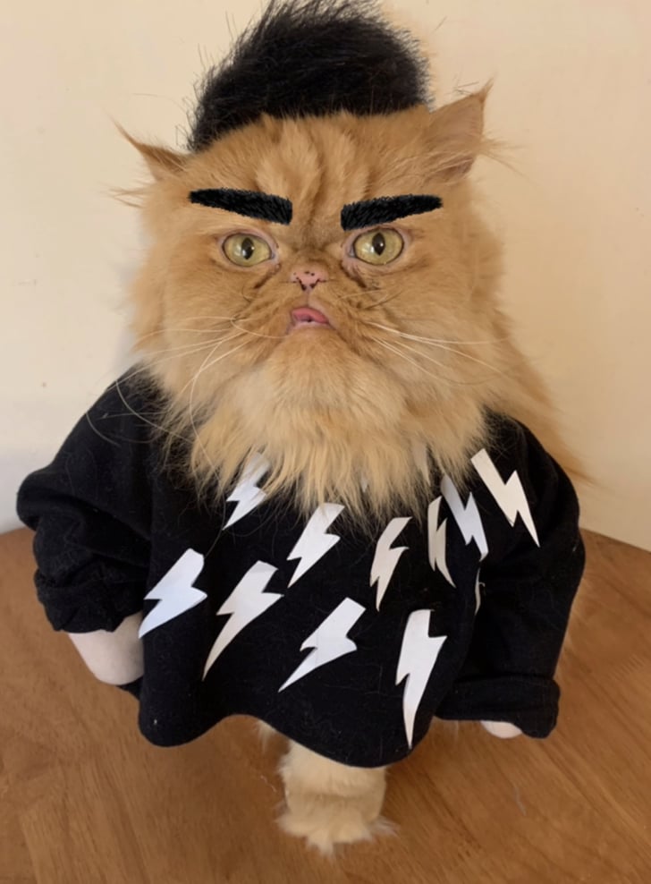 David Rose's Iconic Lightning Bolt Sweater | This Cat Dresses as Schitt's  Creek Characters, and I Hope She Has a Cedar Chest For Those Sweaters |  POPSUGAR Pets Photo 2