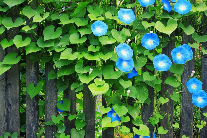 September: Morning Glory and Aster