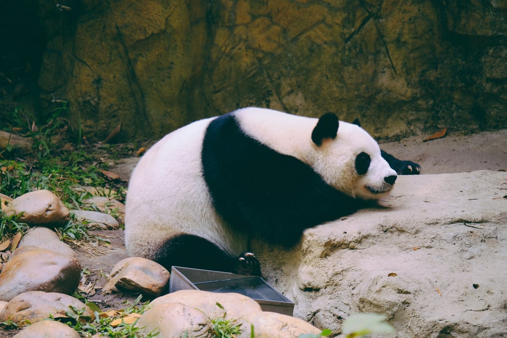 This giant panda, who has been dealing with back issues and this is the only way he can sleep.