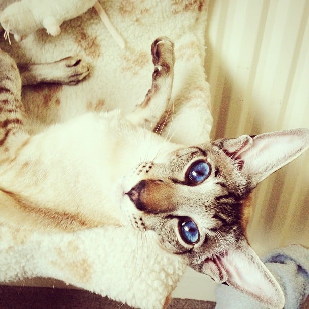 Siamese cats have short, silky hair that requires little to no