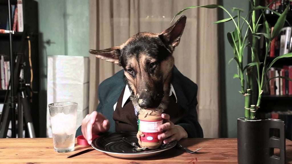 Odin the German Shepherd lapping up some peanut butter . . .