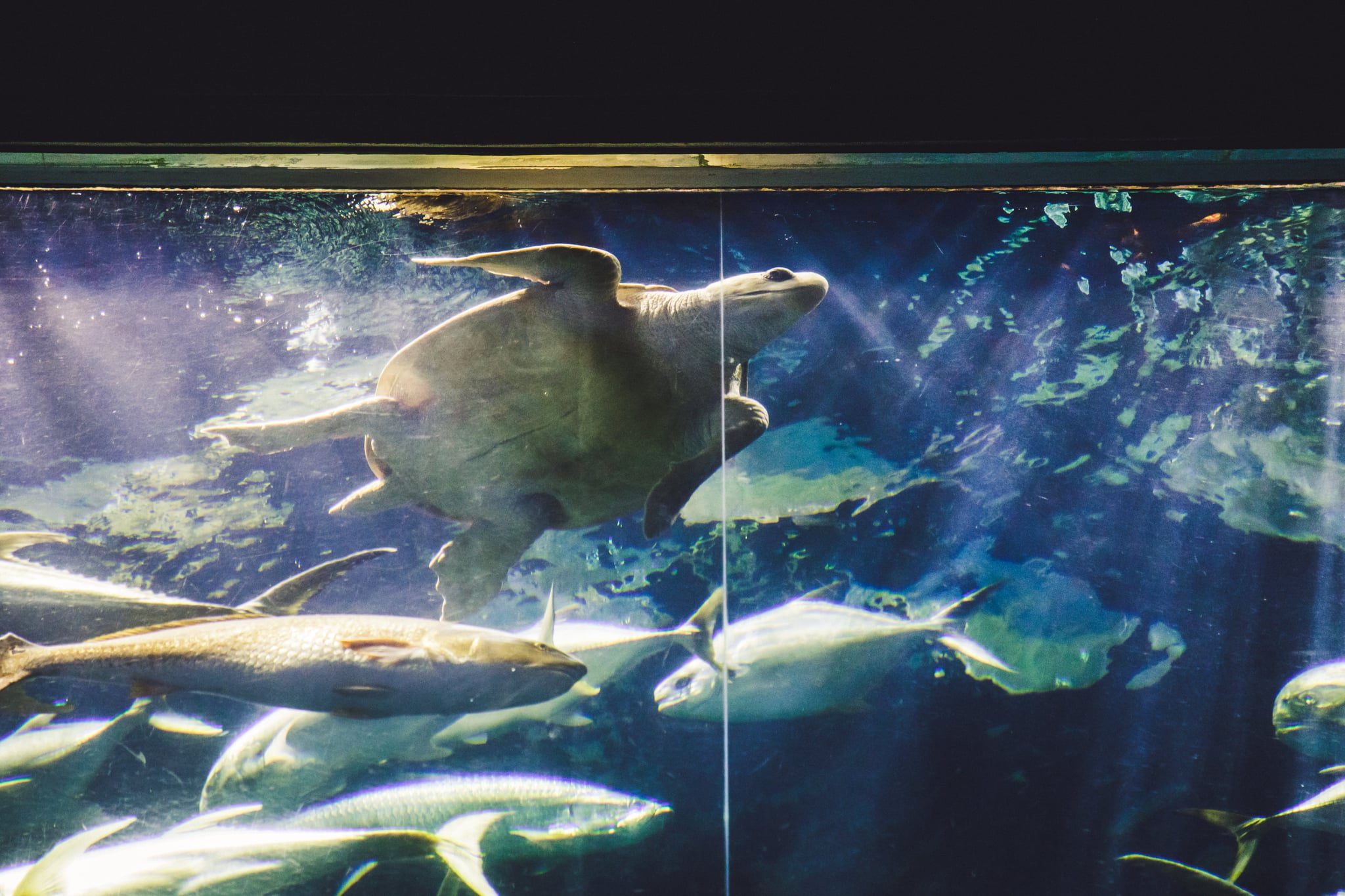 Love Sex These Brides Tied The Knot At An Aquarium And
