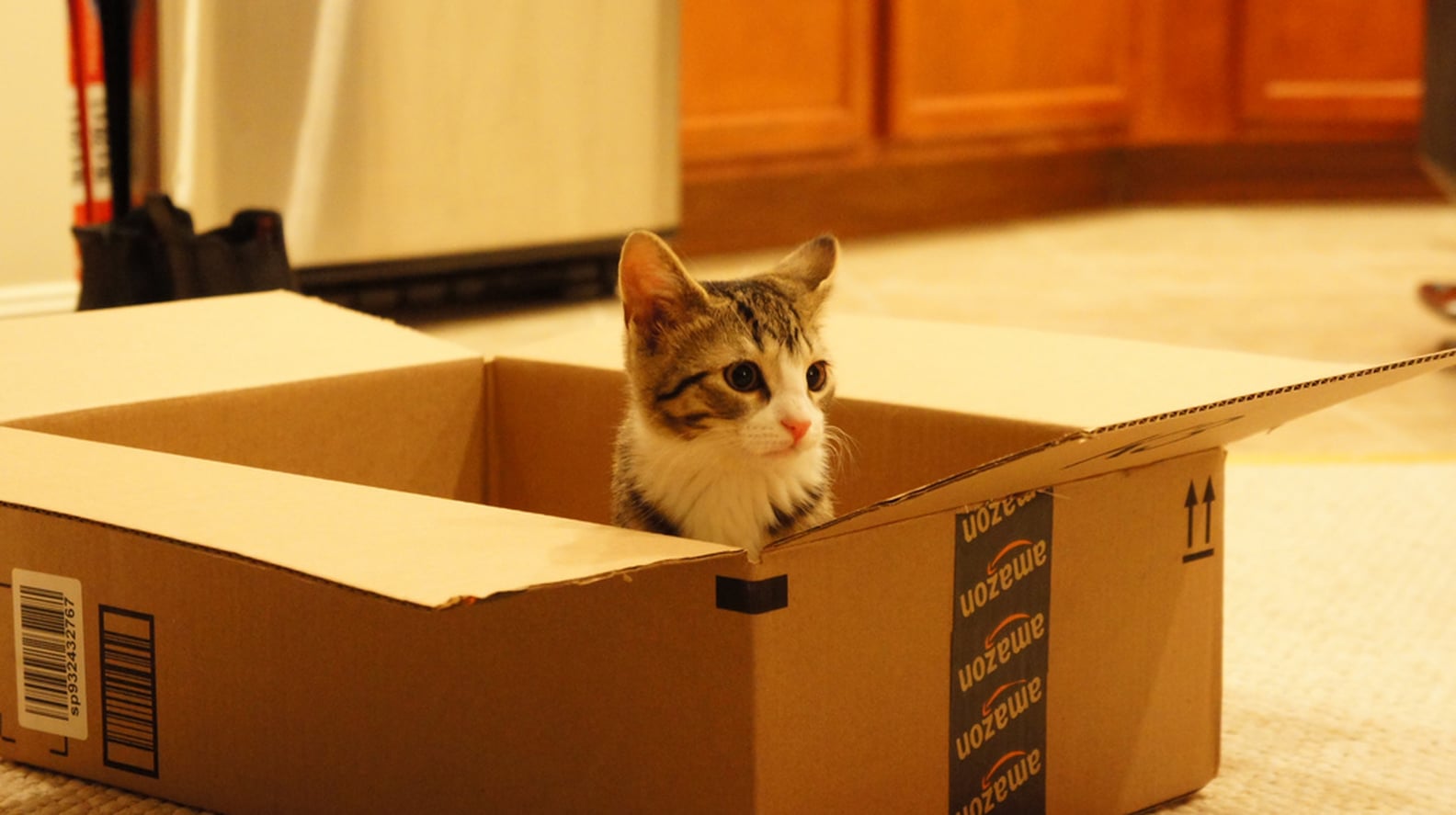 Cats in Cardboard Boxes POPSUGAR Pets