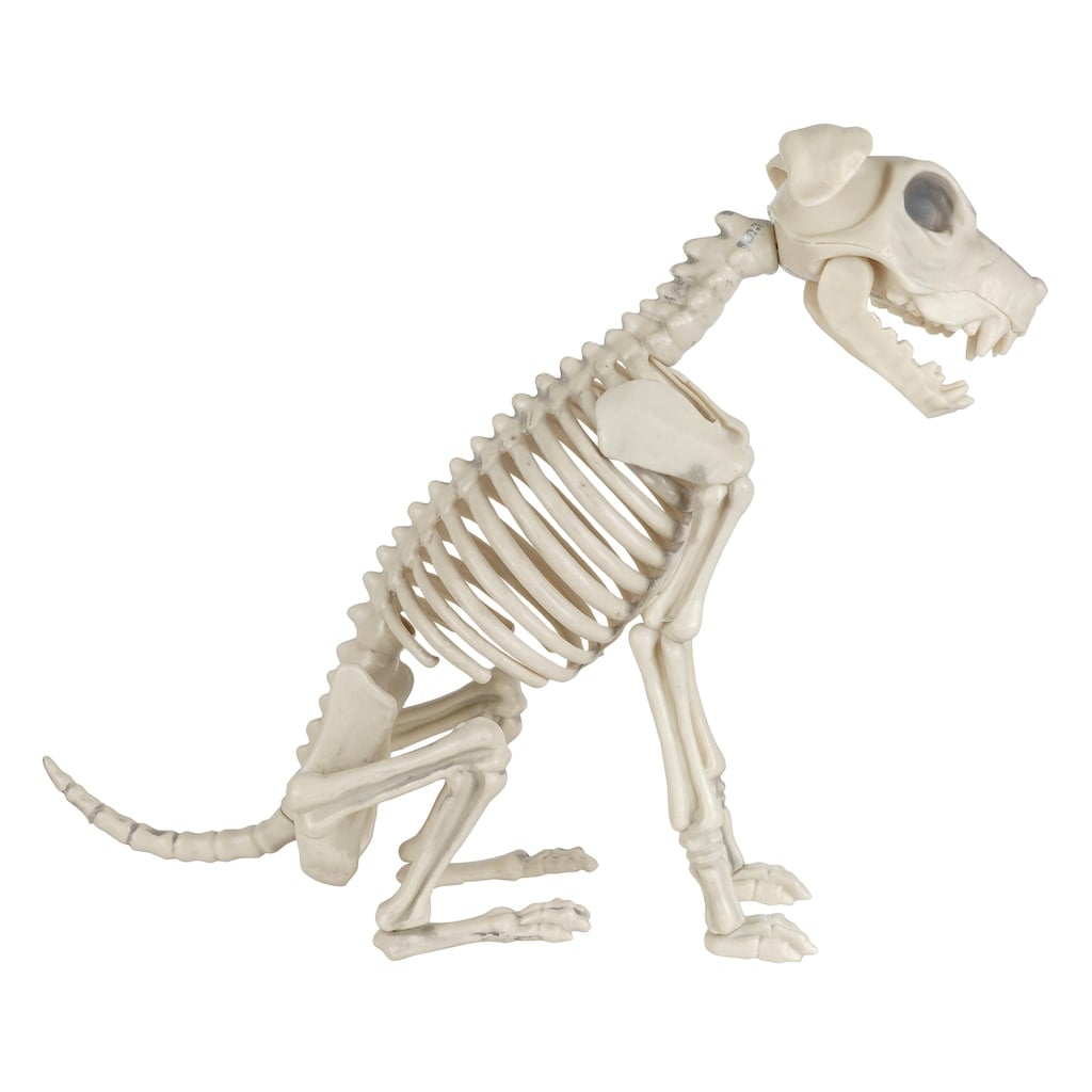 dog skeleton toy