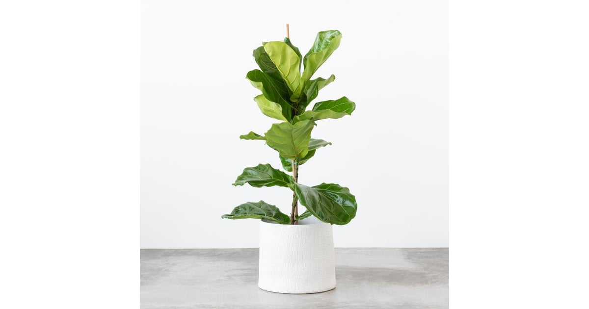 Live Fiddle Leaf Fig Tree Joanna Gaines's Magnolia Store Has Live