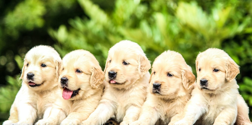 Free Zoom Backgrounds: Golden Retriever Puppies