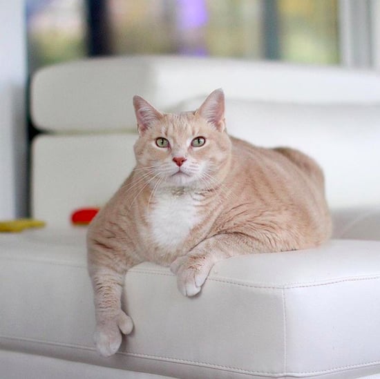 Photos of Bronson the 33-Pound Cat