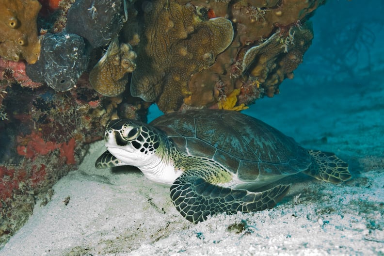 Biscayne National Park: Florida