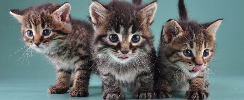 Most Popular Cat Names of 2014