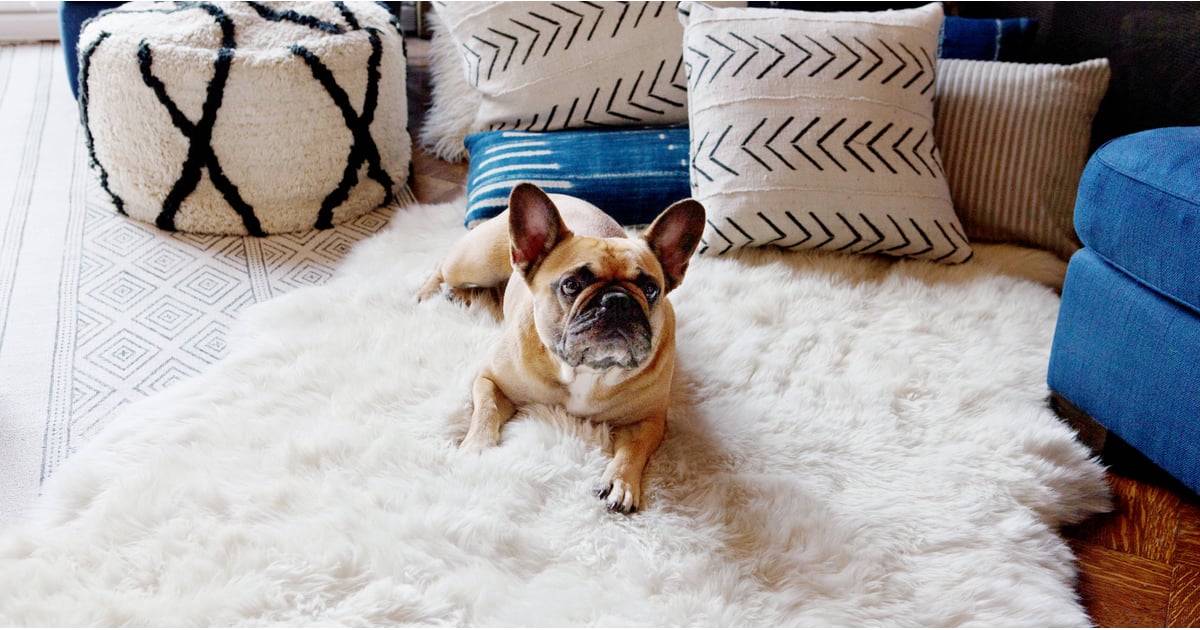 Tips For Taking Pets to a Hotel | POPSUGAR Pets