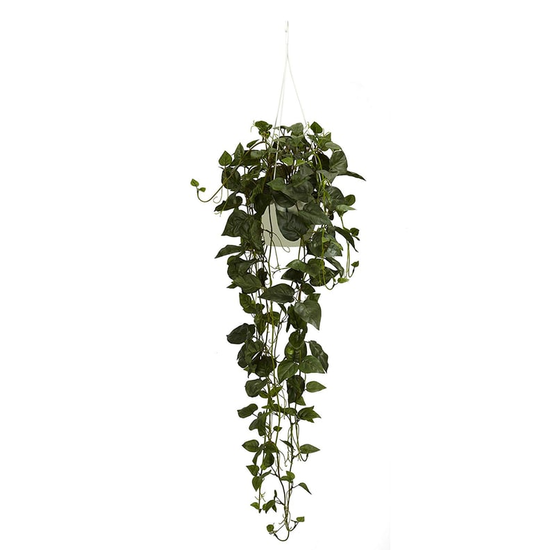 Philodendron Hanging Basket